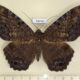 78430p Noctuidae Ascalapha odorata Panama $25