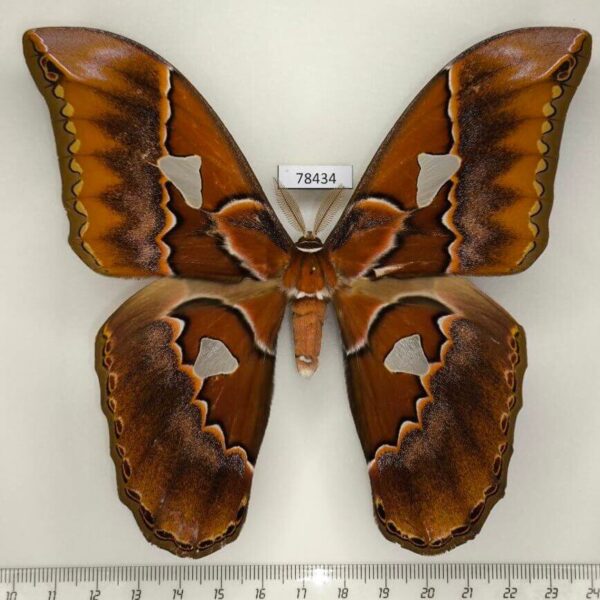 Saturniidae Rothschildia triloba Panama