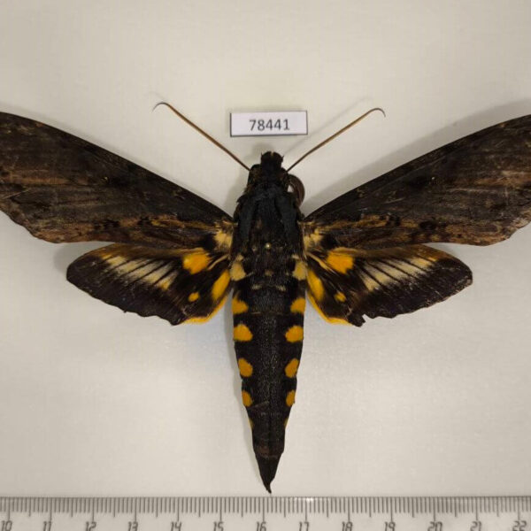 Sphingidae Neococytius cluentius Panama
