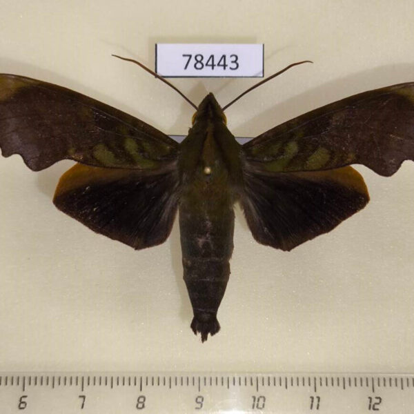 Sphingidae Stolidoptera tachasara Panama