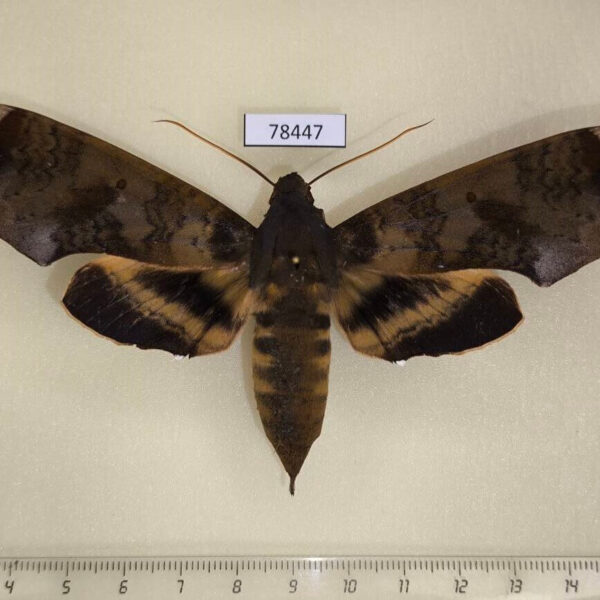 Sphingidae Pachylia ficus f Panama