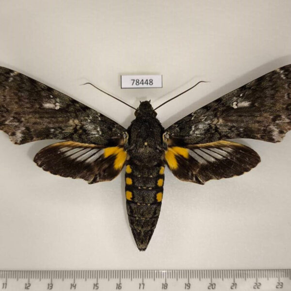 Sphingidae Cocytius duponchel f Panama