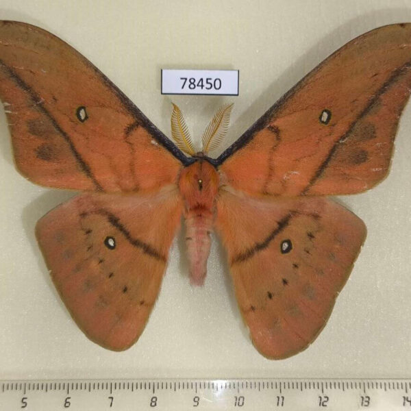 Saturniidae Copaxa syntheratoides Panama