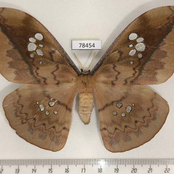 Saturniidae Copaxa multifenestrata f Panama