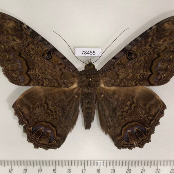 Noctuidae Ascalapha odorata Panama