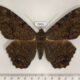78455p Noctuidae Ascalapha odorata Panama $25