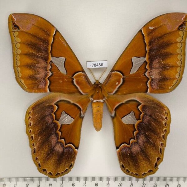 Saturniidae Rothschildia triloba f Panama