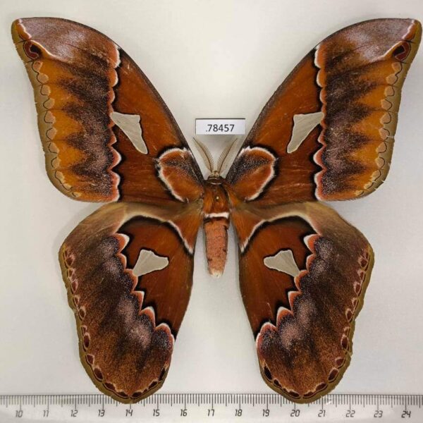 Saturniidae Rothschildia triloba Panama